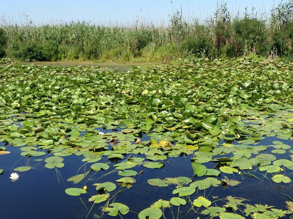 Waterlilies in the Danube Delta 
